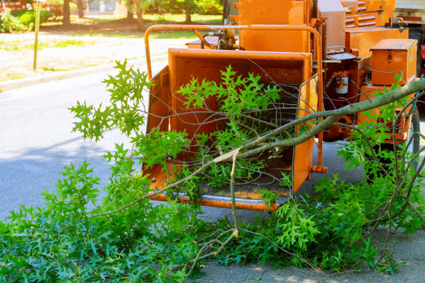 Best Hedge Trimming  in Francis, UT