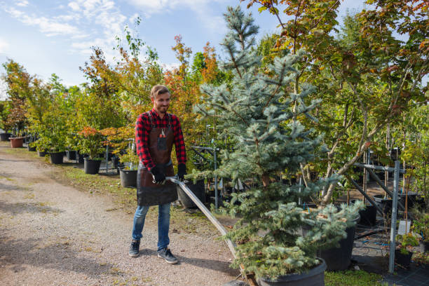 How Our Tree Care Process Works  in  Francis, UT