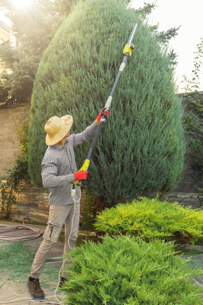 Best Lawn Irrigation Installation and Maintenance  in Francis, UT